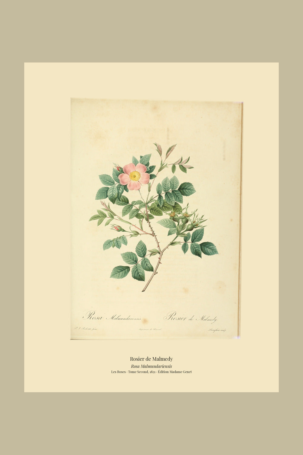 Rosa Malmundariensis — Rosier de Malmedy, hand-coloured stipple engraving after Redouté, engraved by Langlois, Les Roses, Paris 1821.