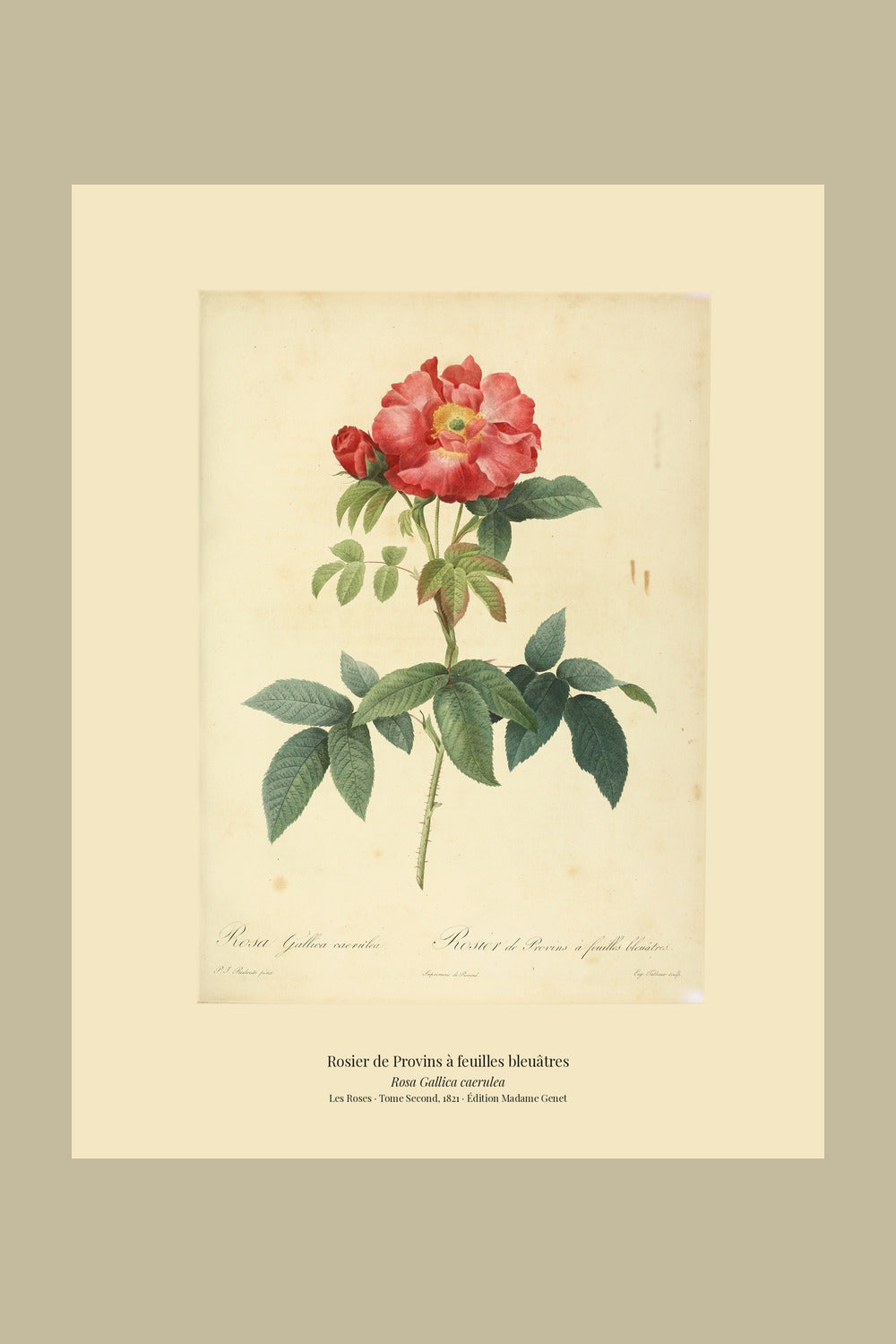 Rosa Gallica caerulea — Rosier de Provins à feuilles bleuâtres, hand-coloured stipple engraving after Redouté, engraved by Talbeaux, Les Roses, Paris 1821.