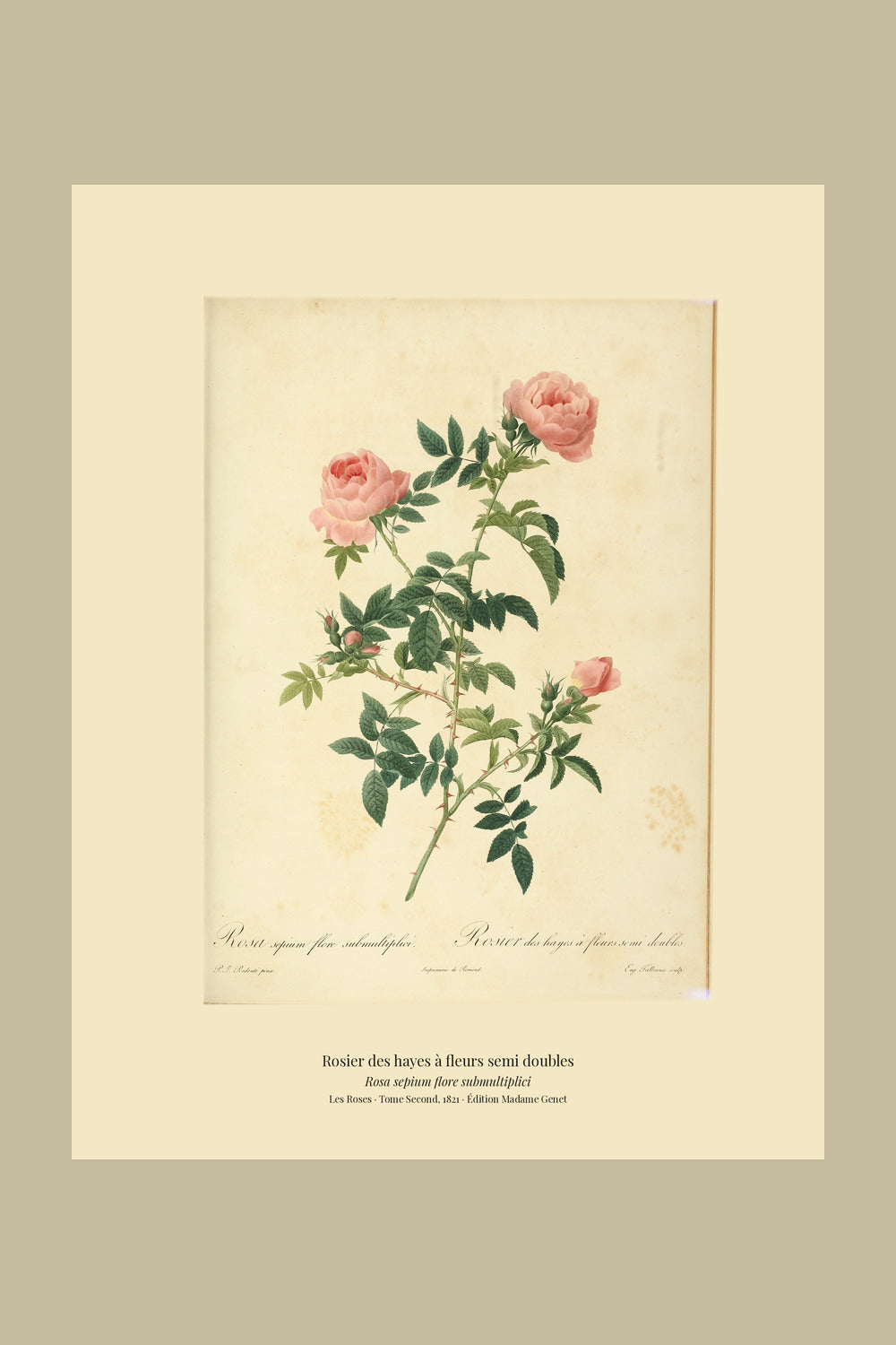 Rosa sepium flore submultiplici — Rosier des hayes à fleurs semi doubles, hand-coloured stipple engraving after Redouté, engraved by Talbeaux, Les Roses, Paris 1821.