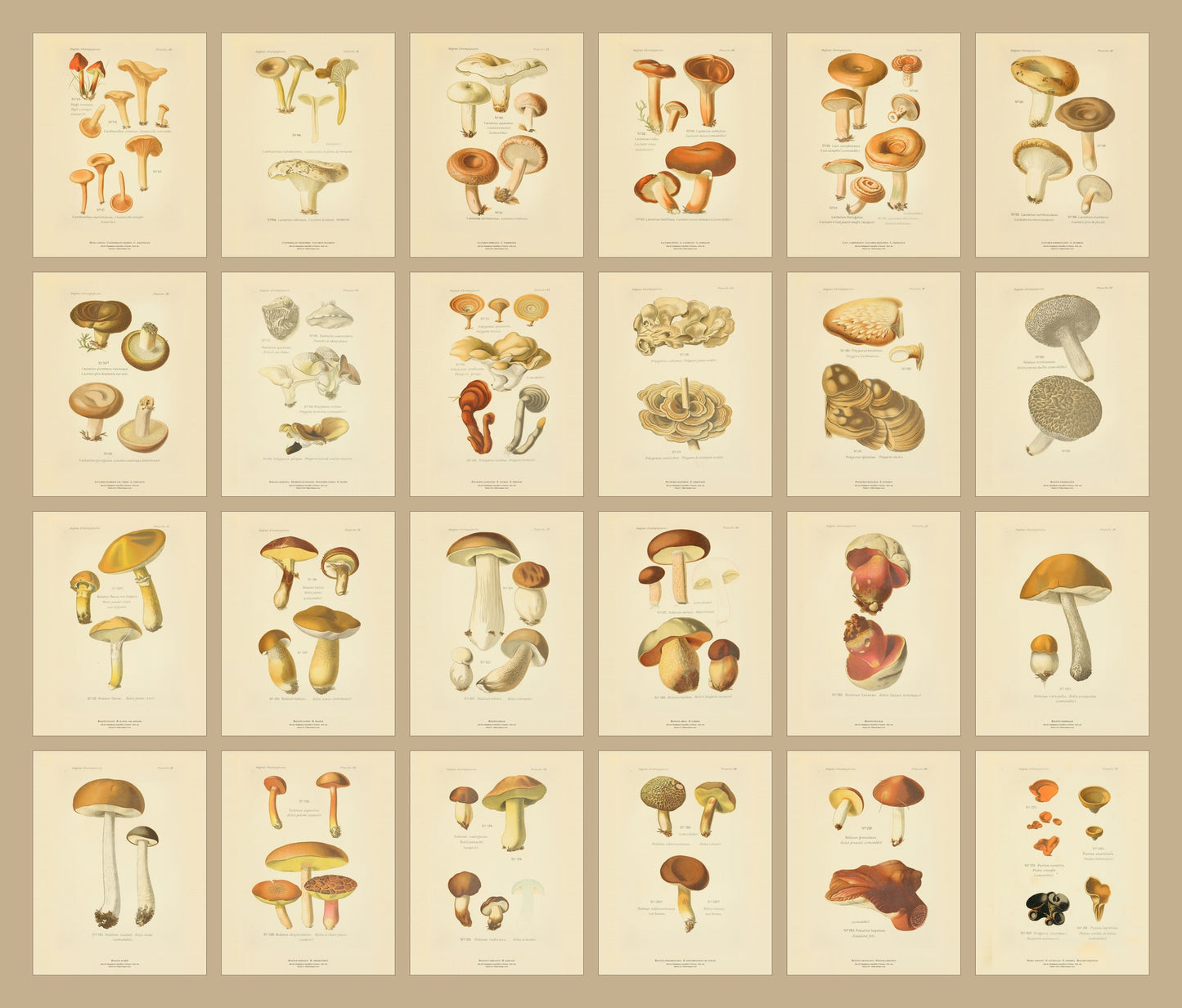 Orange Peel Fungus — Antique Mushroom Print, Planche LXXVII, Paris 1891