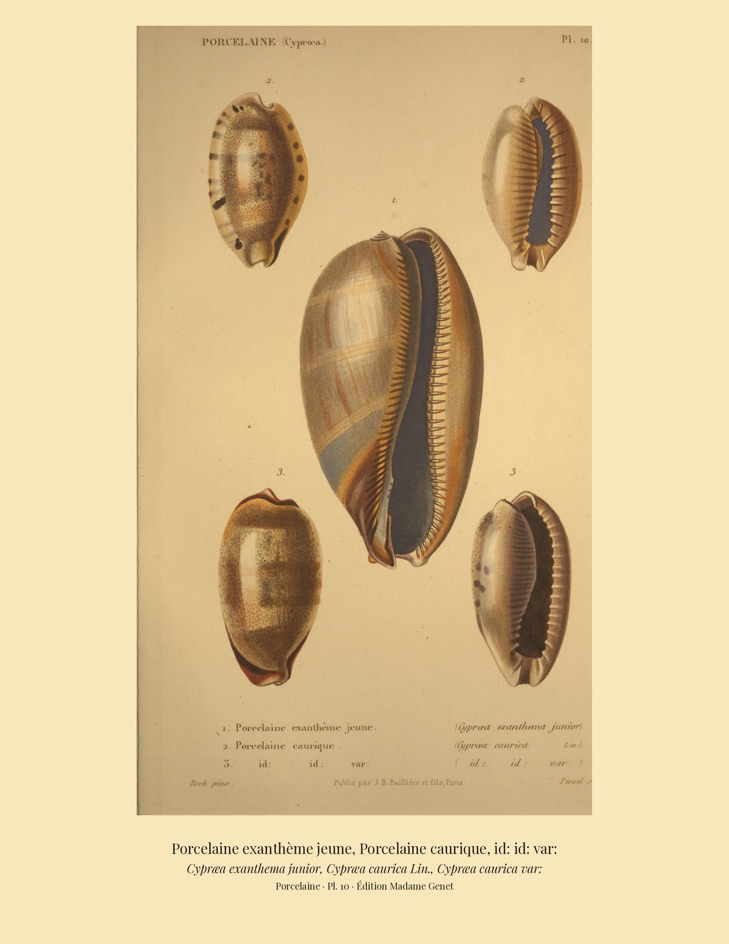 Cypræa exanthema junior, Cypræa caurica and Cypræa caurica var: — Porcelaine exanthème jeune, Porcelaine caurique and id: id: var:, hand-engraved plate 10 from Kiener, Coquilles vivantes, Paris.