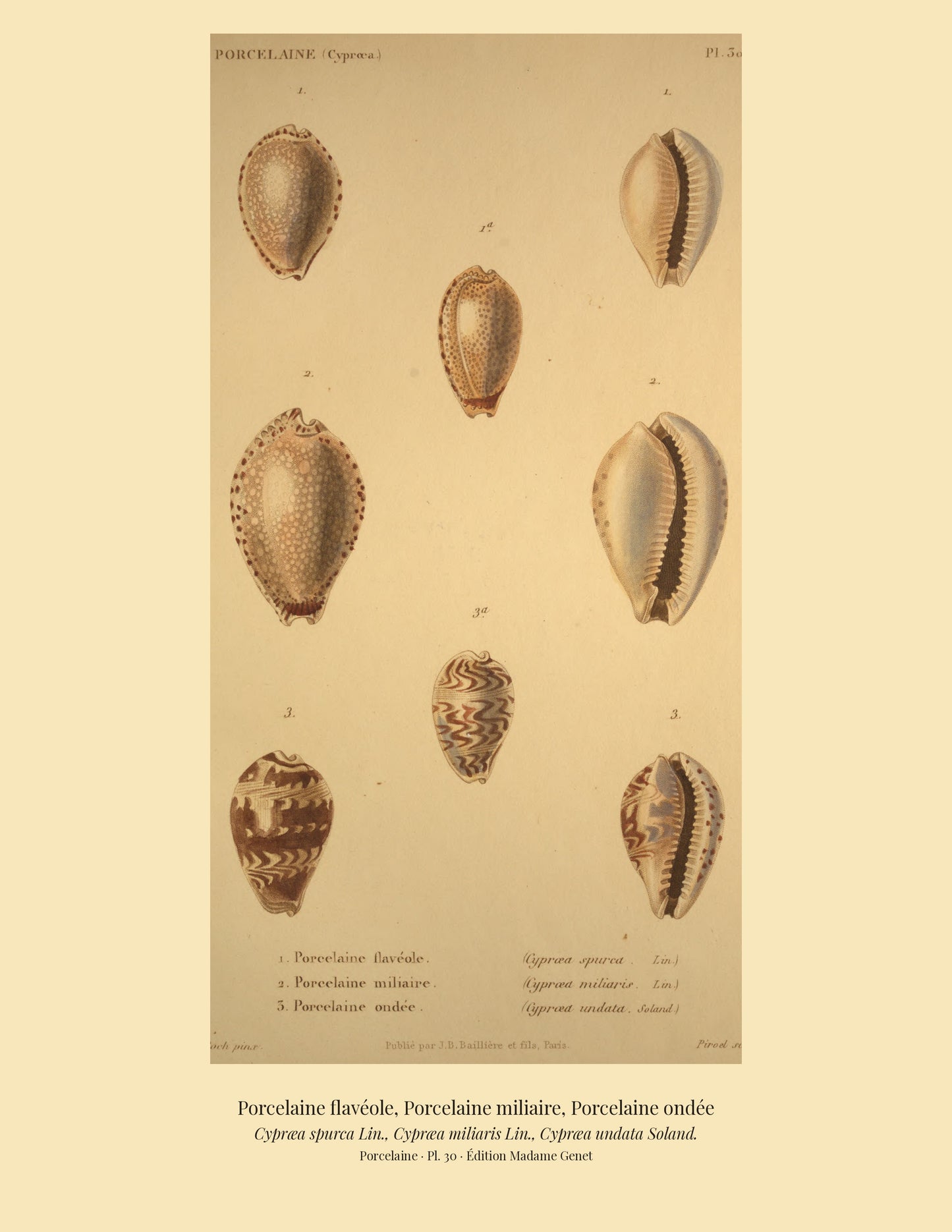 Cypræa spurca, Cypræa miliaris and Cypræa undata — Porcelaine flavéole, Porcelaine miliaire and Porcelaine ondée, hand-engraved plate 30 from Kiener, Coquilles vivantes, Paris.