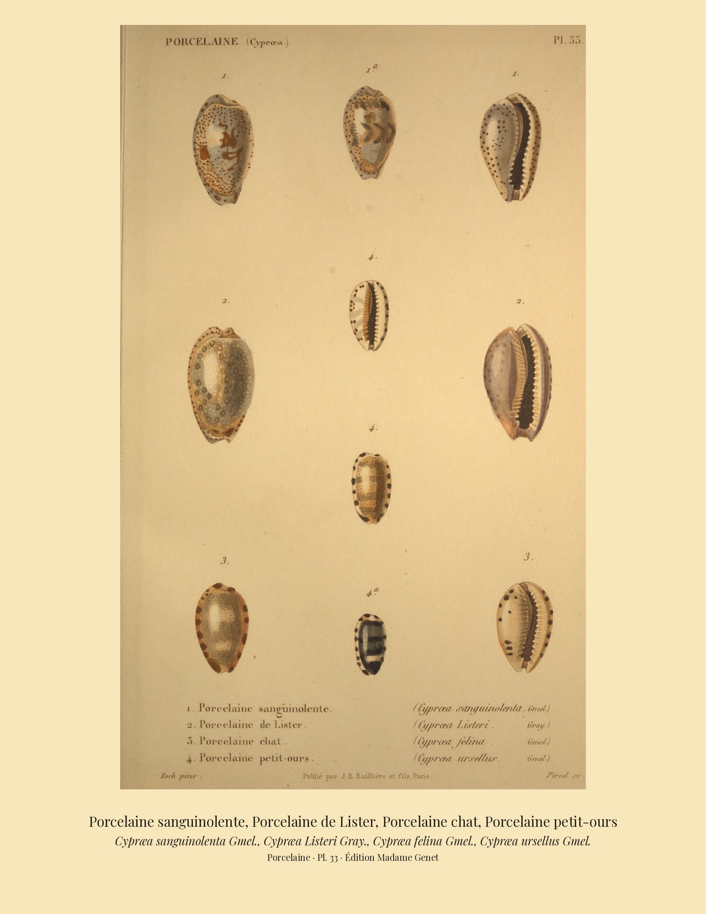 Cypræa sanguinolenta, Cypræa Listeri, Cypræa felina and Cypræa ursellus — Porcelaine sanguinolente, Porcelaine de Lister, Porcelaine chat and Porcelaine petit-ours, hand-engraved plate 33 from Kiener, Coquilles vivantes, Paris.