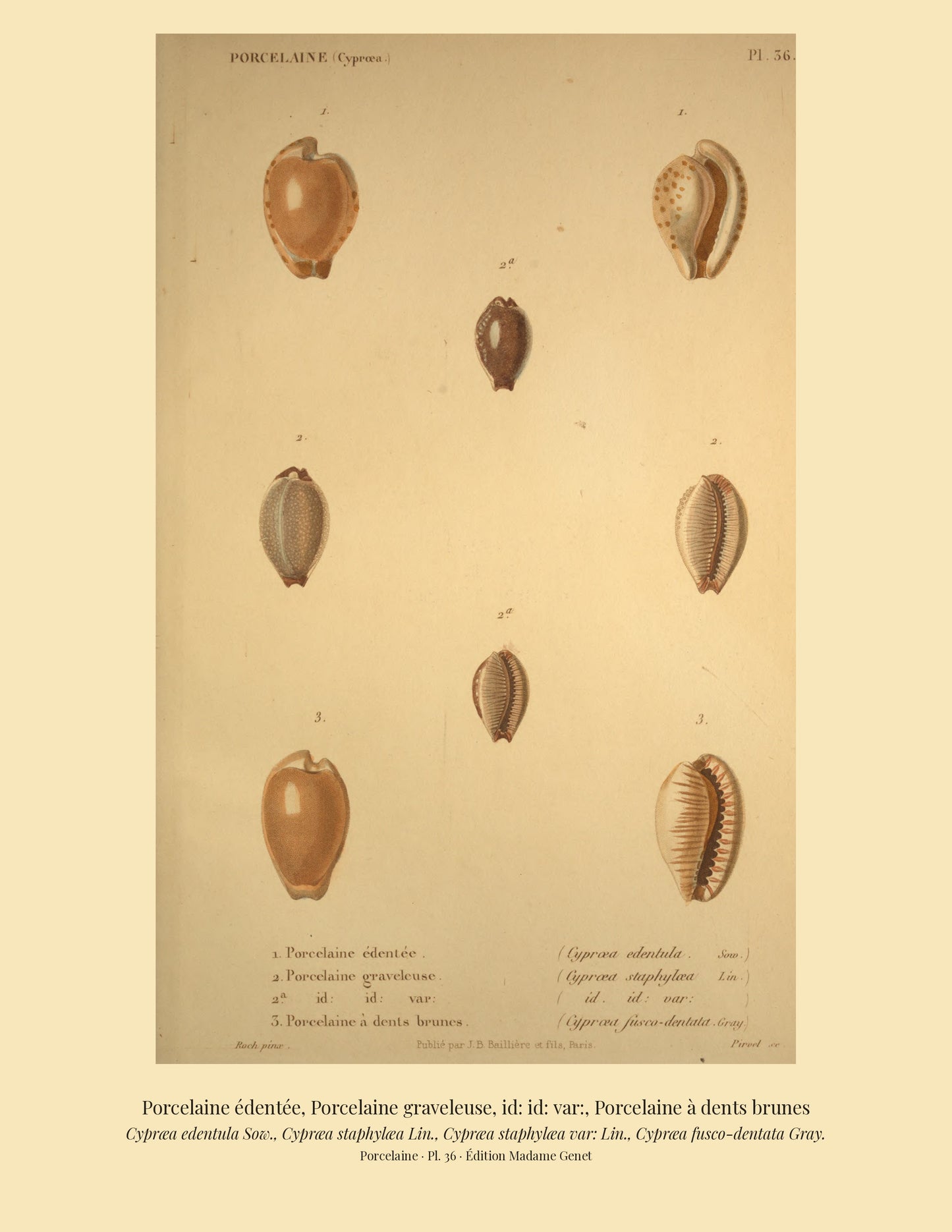 Cypræa edentula, Cypræa staphylæa, Cypræa staphylæa var: and Cypræa fusco-dentata — Porcelaine édentée, Porcelaine graveleuse, id: id: var: and Porcelaine à dents brunes, hand-engraved plate 36 from Kiener, Coquilles vivantes, Paris.