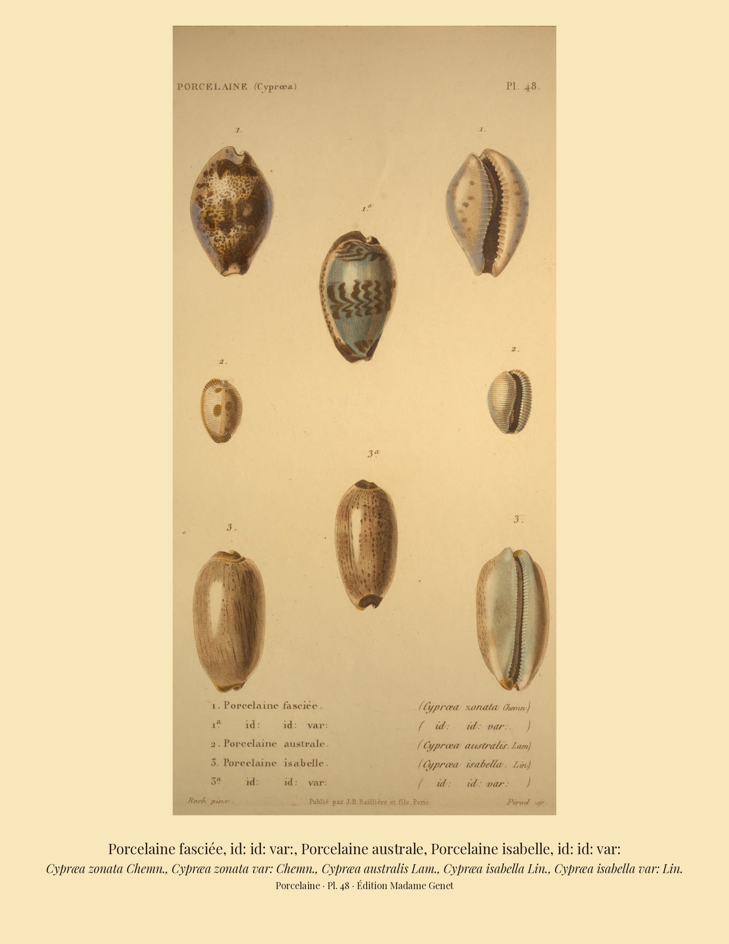 Cypræa zonata, Cypræa zonata var:, Cypræa australis, Cypræa isabella and Cypræa isabella var: — Porcelaine fasciée, id: id: var:, Porcelaine australe, Porcelaine isabelle and id: id: var:, hand-engraved plate 48 from Kiener, Coquilles vivantes, Paris.