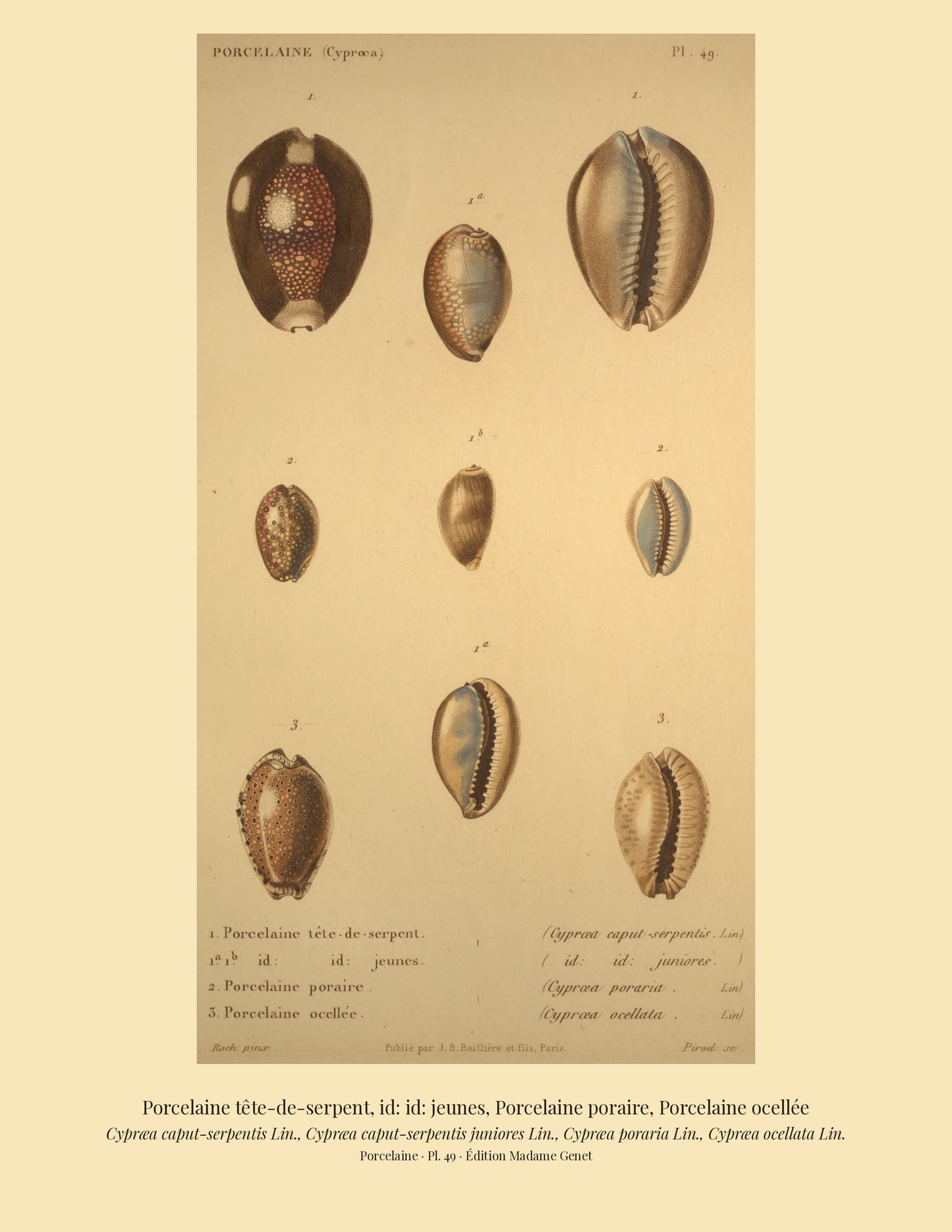 Cypræa caput-serpentis, Cypræa caput-serpentis juniores, Cypræa poraria and Cypræa ocellata — Porcelaine tête-de-serpent, id: id: jeunes, Porcelaine poraire and Porcelaine ocellée, hand-engraved plate 49 from Kiener, Coquilles vivantes, Paris.