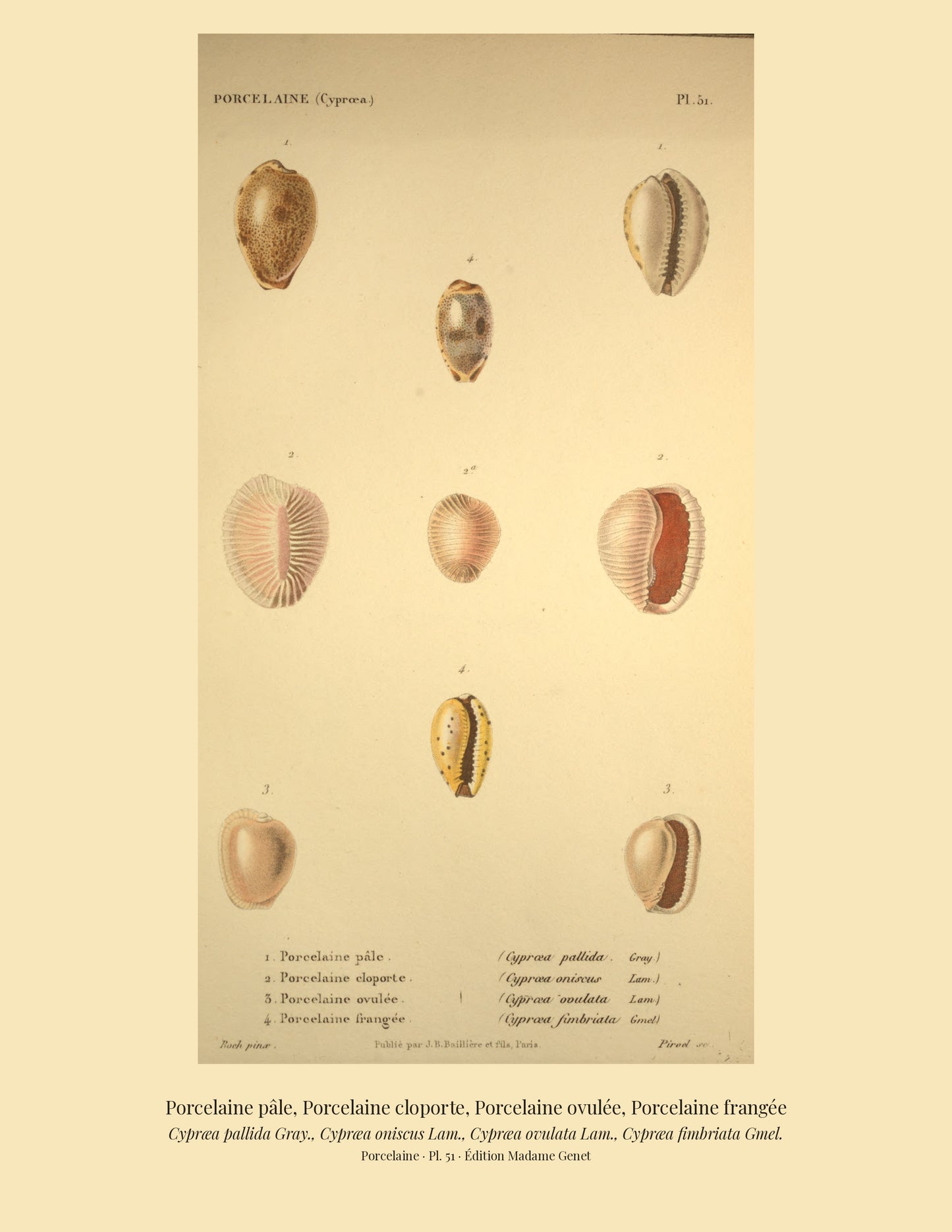 Cypræa pallida, Cypræa oniscus, Cypræa ovulata and Cypræa fimbriata — Porcelaine pâle, Porcelaine cloporte, Porcelaine ovulée and Porcelaine frangée, hand-engraved plate 51 from Kiener, Coquilles vivantes, Paris.