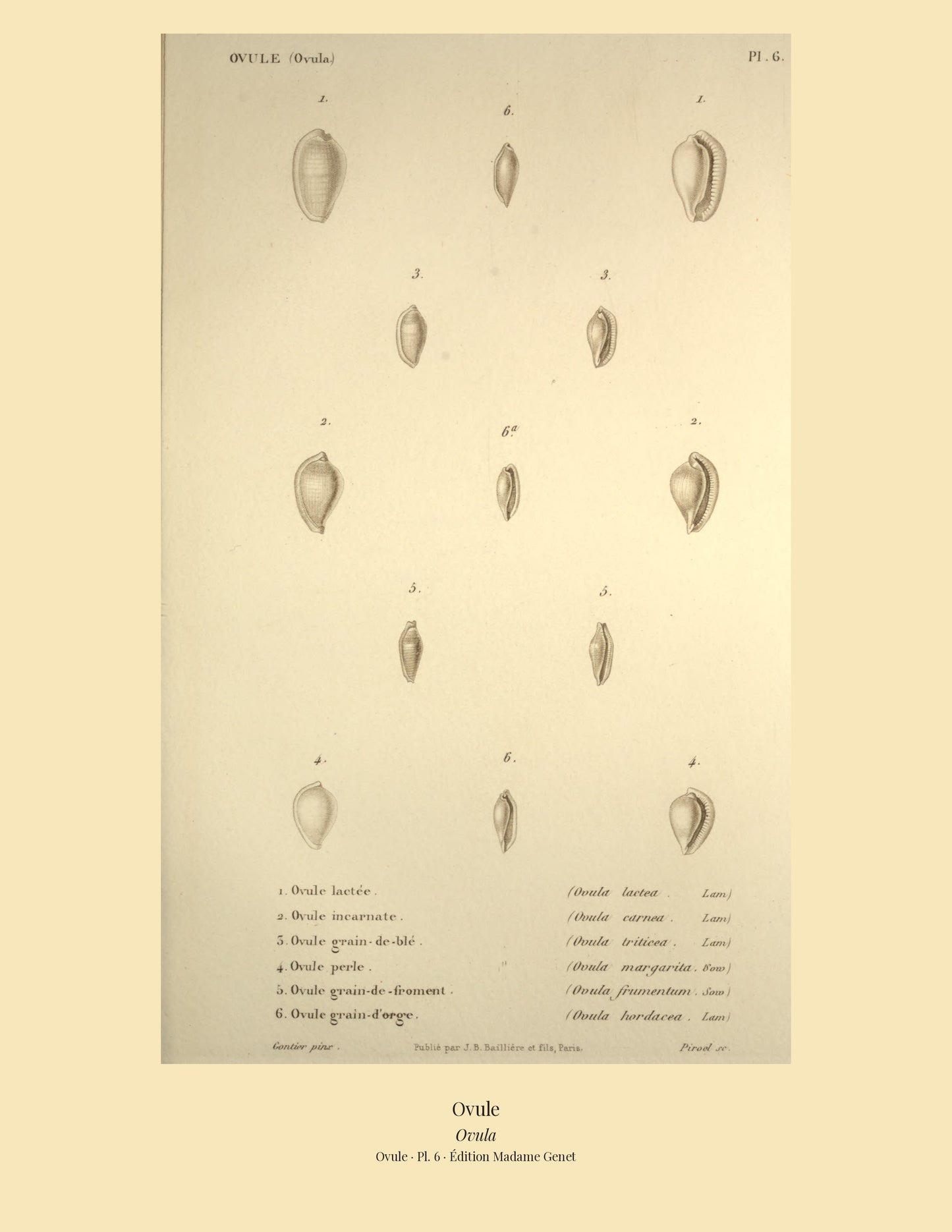Ovula lactea, Ovula carnea, Ovula triticea, Ovula margarita, Ovula frumentum and Ovula hordacea — Ovule lactée, Ovule incarnate, Ovule grain-de-blé, Ovule perle, Ovule grain-de-froment and Ovule grain-d'orge, hand-engraved plate 6 from Kiener, Coquilles vivantes, Paris.
