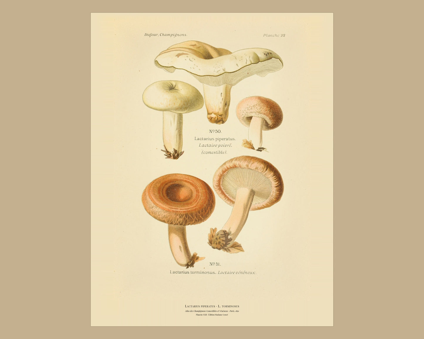 Lactarius piperatus — Antique Mushroom Print, Planche XXII, Paris 1891