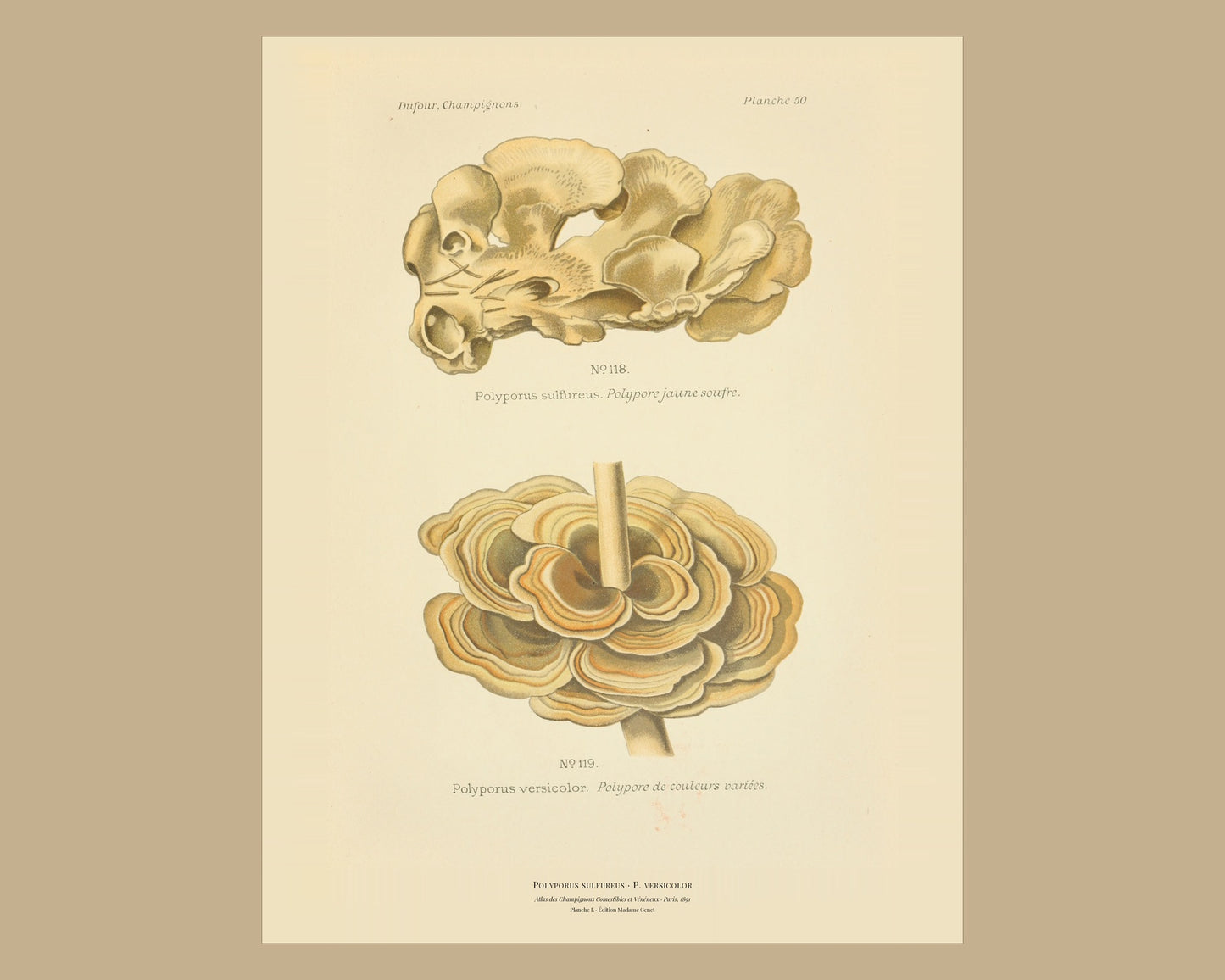 Chicken of the Woods — Antique Mushroom Print, Planche L, Paris 1891
