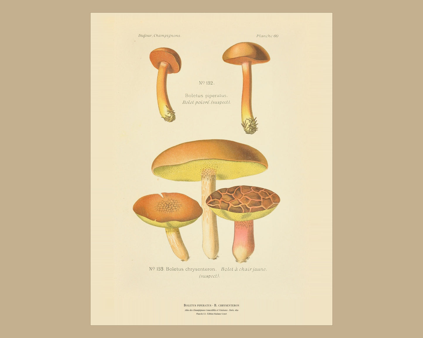 Boletus piperatus — Antique Mushroom Print, Planche LX, Paris 1891