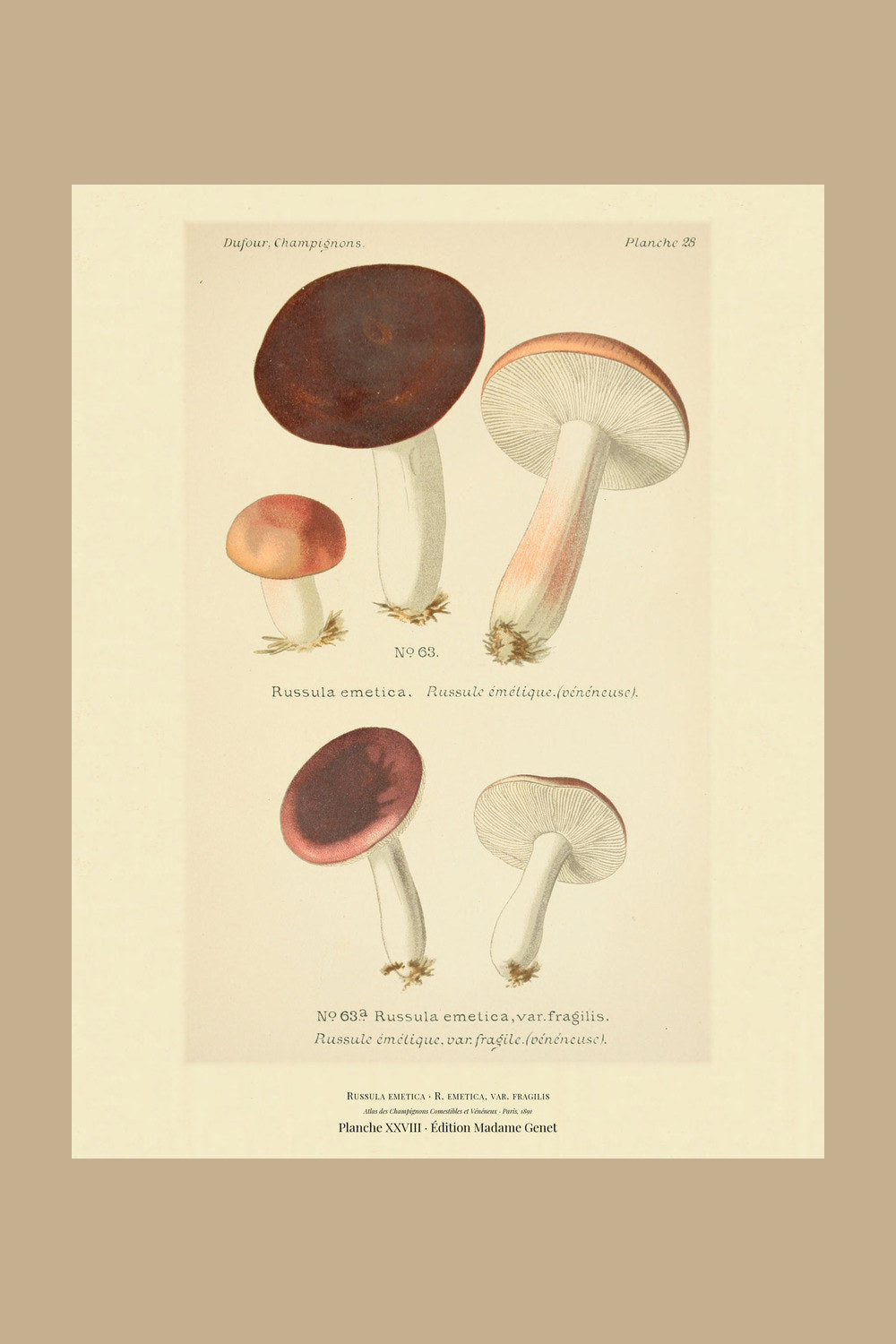 Planche XXVIII from Léon Dufour's 1891 Atlas des Champignons — Russula emetica