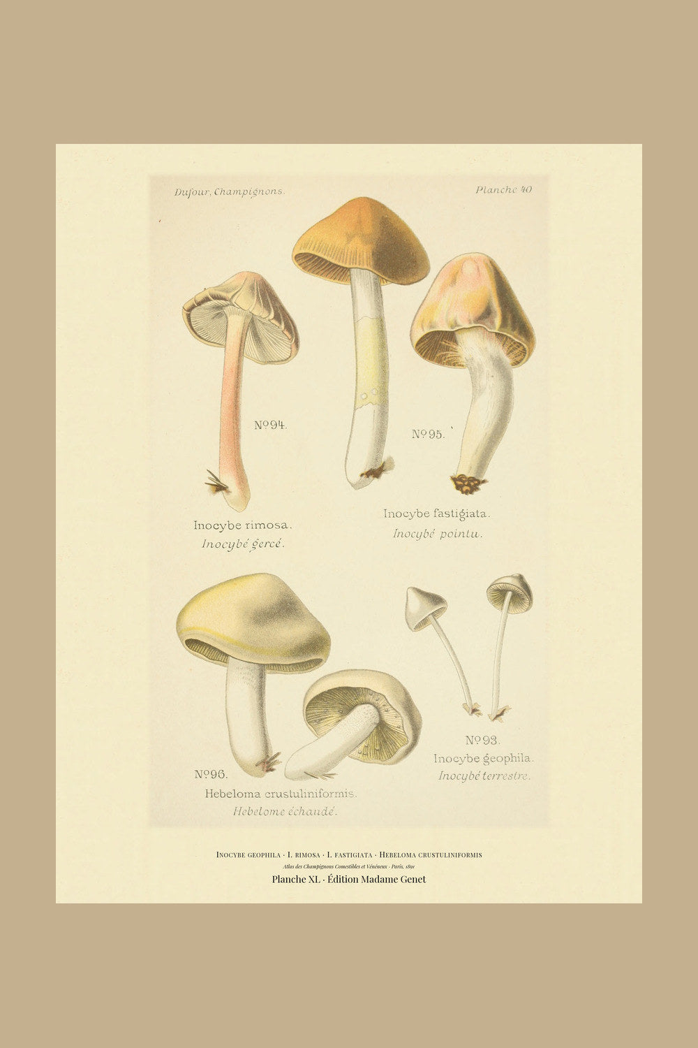 Planche XL from Léon Dufour's 1891 Atlas des Champignons — Inocybe geophila
