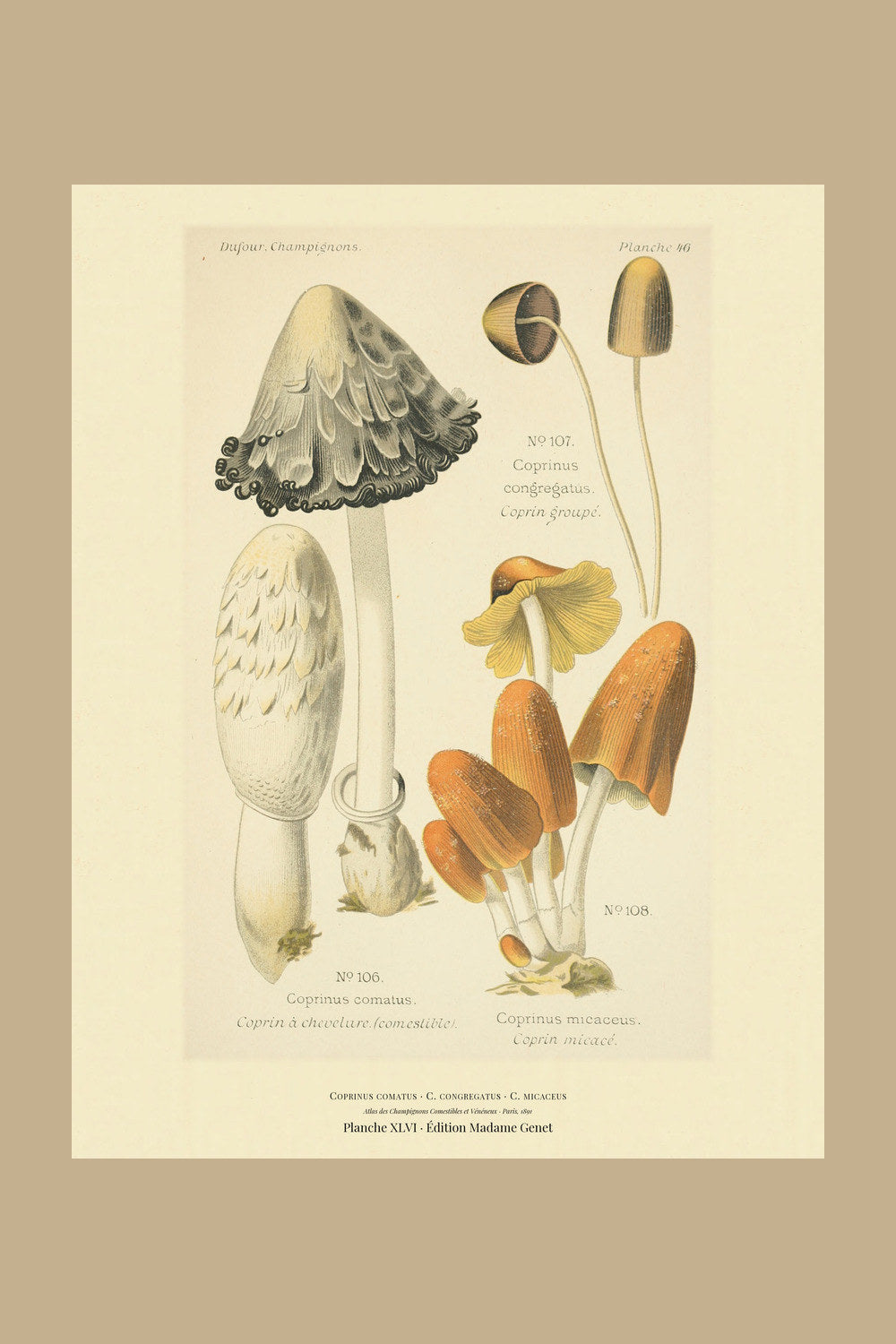 Planche XLVI from Léon Dufour's 1891 Atlas des Champignons — Coprinus comatus
