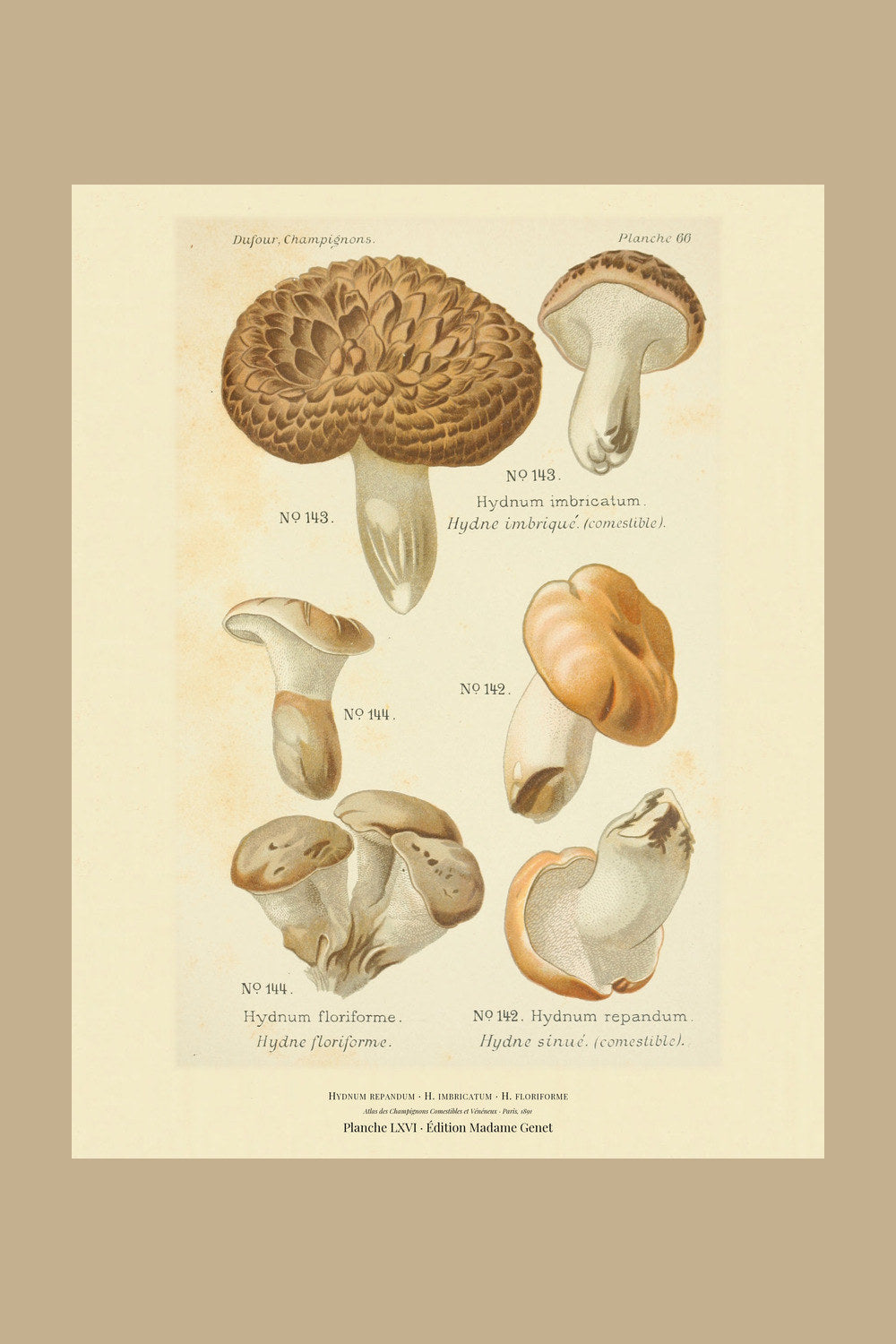 Planche LXVI from Léon Dufour's 1891 Atlas des Champignons — Hydnum repandum