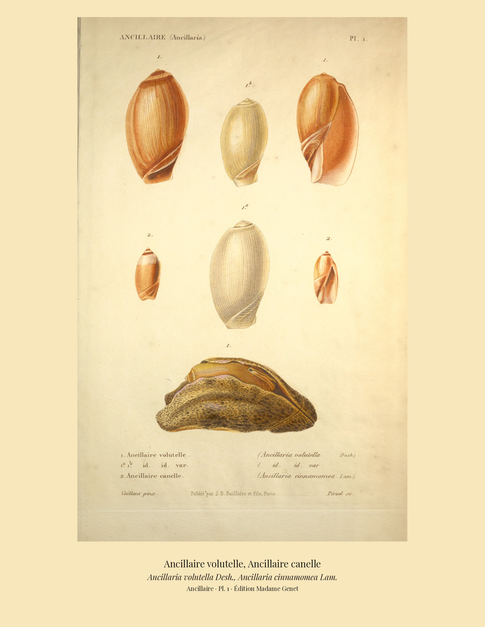 Ancillaria volutella and Ancillaria cinnamomea — Ancillaire volutelle and Ancillaire canelle, hand-engraved plate 1 from Kiener, Coquilles vivantes, Paris.