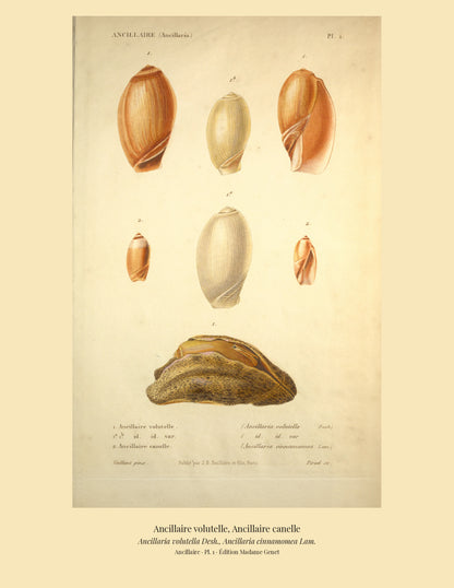 Ancillaria volutella and Ancillaria cinnamomea — Ancillaire volutelle and Ancillaire canelle, hand-engraved plate 1 from Kiener, Coquilles vivantes, Paris.
