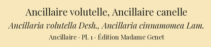 Ancillaria volutella and Ancillaria cinnamomea — Ancillaire volutelle and Ancillaire canelle, hand-engraved plate 1 from Kiener, Coquilles vivantes, Paris.