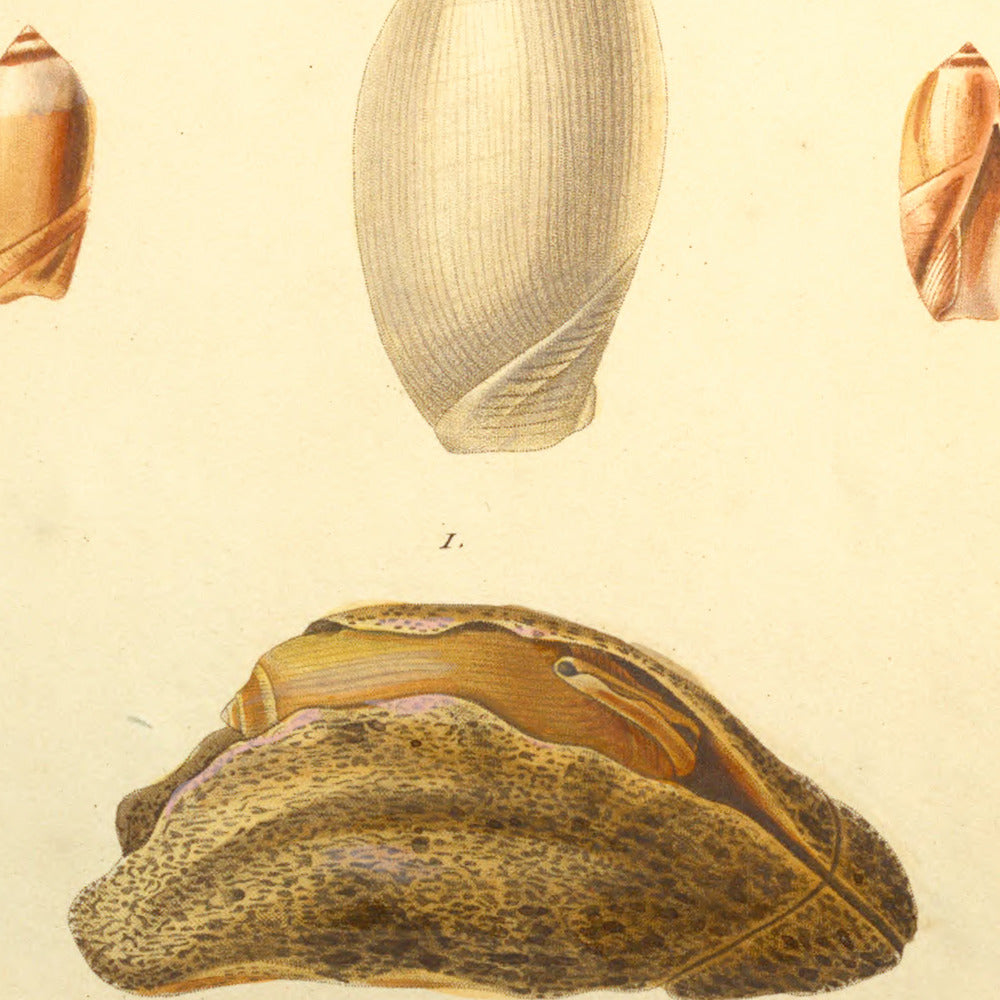 Ancillaria volutella and Ancillaria cinnamomea — Ancillaire volutelle and Ancillaire canelle, hand-engraved plate 1 from Kiener, Coquilles vivantes, Paris.