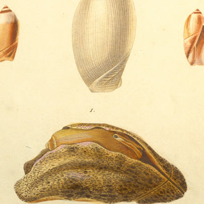Ancillaria volutella and Ancillaria cinnamomea — Ancillaire volutelle and Ancillaire canelle, hand-engraved plate 1 from Kiener, Coquilles vivantes, Paris.