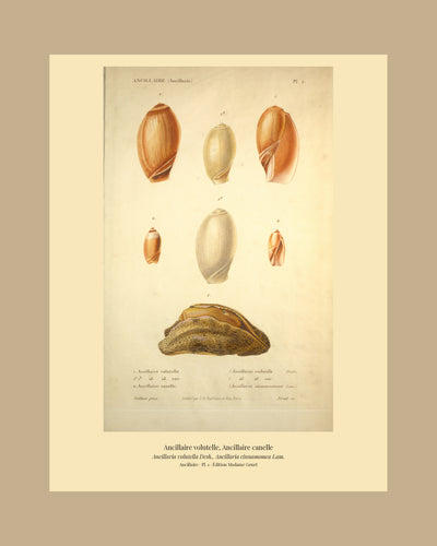 Ancillaria volutella and Ancillaria cinnamomea — Ancillaire volutelle and Ancillaire canelle, hand-engraved plate 1 from Kiener, Coquilles vivantes, Paris.