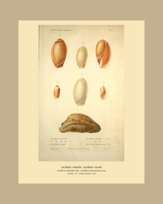 Ancillaria volutella and Ancillaria cinnamomea — Ancillaire volutelle and Ancillaire canelle, hand-engraved plate 1 from Kiener, Coquilles vivantes, Paris.