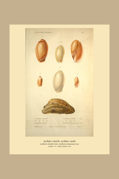Ancillaria volutella and Ancillaria cinnamomea — Ancillaire volutelle and Ancillaire canelle, hand-engraved plate 1 from Kiener, Coquilles vivantes, Paris.