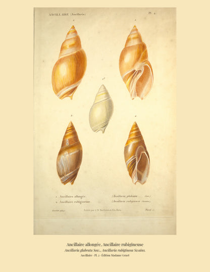 Ancillaria glabrata and Ancillaria rubiginosa — Ancillaire allongée and Ancillaire rubigineuse, hand-engraved plate 2 from Kiener, Coquilles vivantes, Paris.