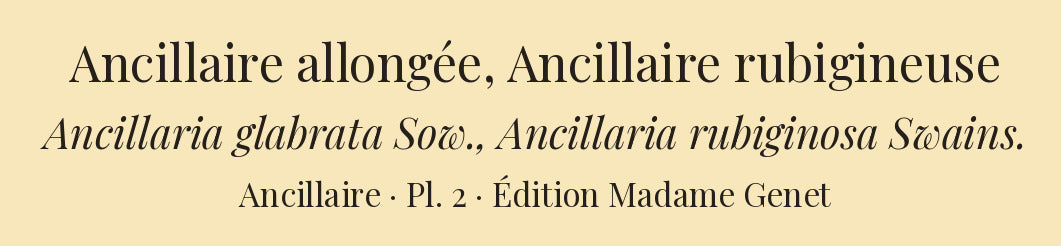 Ancillaria glabrata and Ancillaria rubiginosa — Ancillaire allongée and Ancillaire rubigineuse, hand-engraved plate 2 from Kiener, Coquilles vivantes, Paris.
