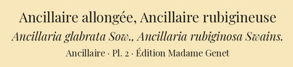 Ancillaria glabrata and Ancillaria rubiginosa — Ancillaire allongée and Ancillaire rubigineuse, hand-engraved plate 2 from Kiener, Coquilles vivantes, Paris.