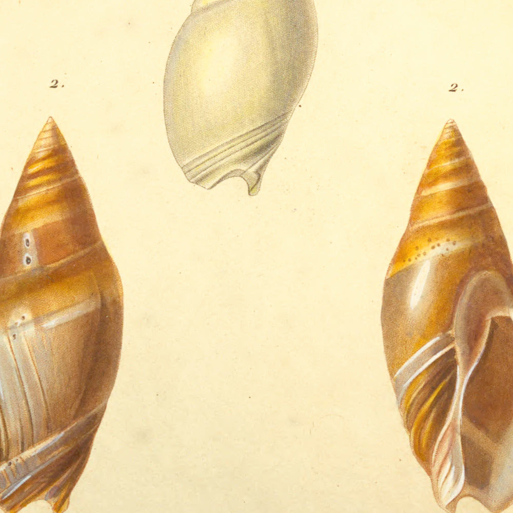 Ancillaria glabrata and Ancillaria rubiginosa — Ancillaire allongée and Ancillaire rubigineuse, hand-engraved plate 2 from Kiener, Coquilles vivantes, Paris.