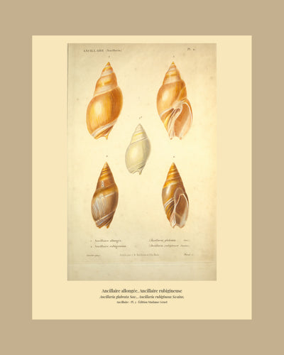 Ancillaria glabrata and Ancillaria rubiginosa — Ancillaire allongée and Ancillaire rubigineuse, hand-engraved plate 2 from Kiener, Coquilles vivantes, Paris.