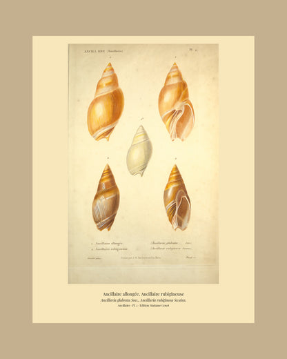 Ancillaria glabrata and Ancillaria rubiginosa — Ancillaire allongée and Ancillaire rubigineuse, hand-engraved plate 2 from Kiener, Coquilles vivantes, Paris.