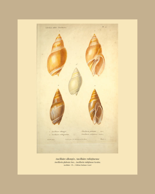 Ancillaria glabrata and Ancillaria rubiginosa — Ancillaire allongée and Ancillaire rubigineuse, hand-engraved plate 2 from Kiener, Coquilles vivantes, Paris.