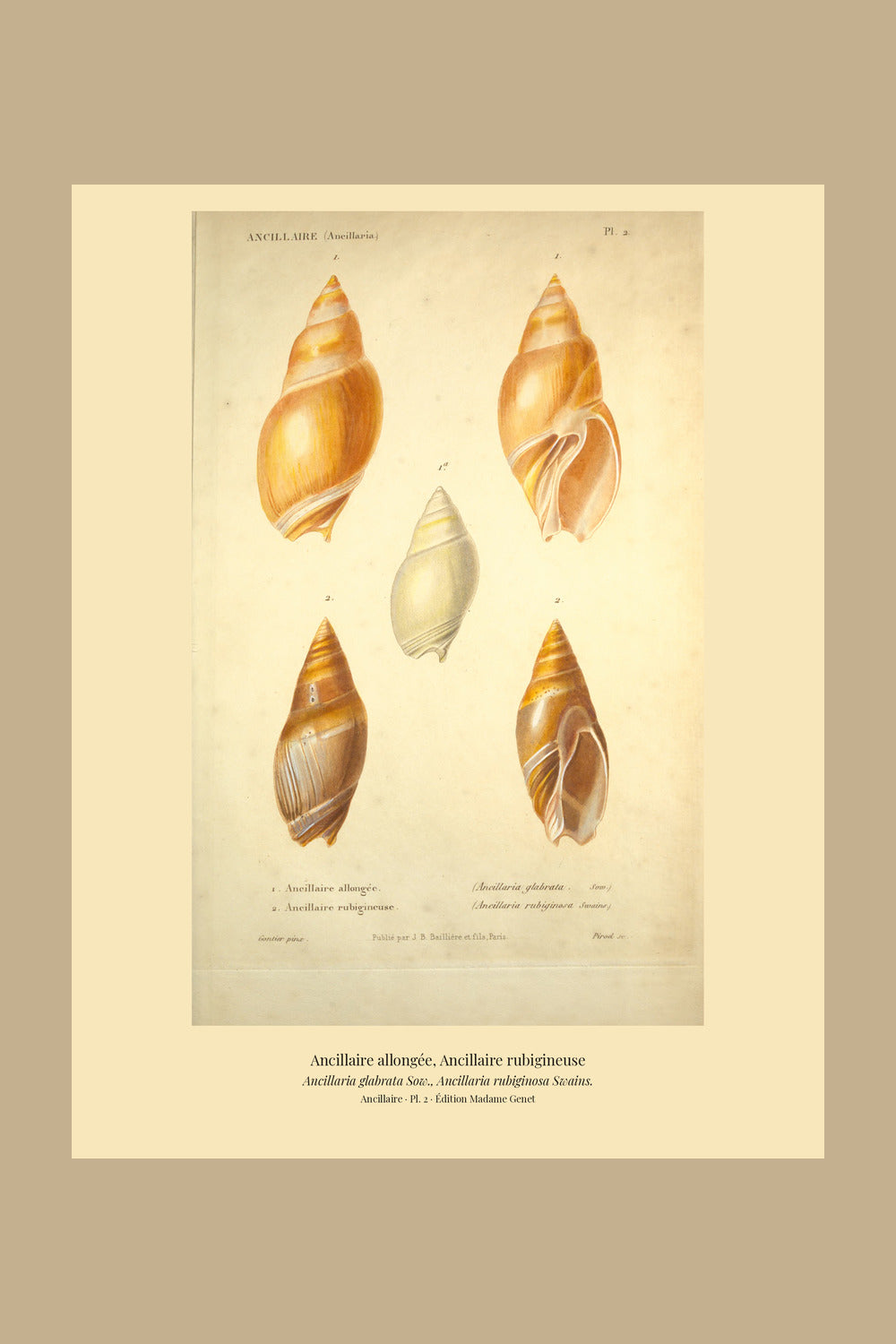 Ancillaria glabrata and Ancillaria rubiginosa — Ancillaire allongée and Ancillaire rubigineuse, hand-engraved plate 2 from Kiener, Coquilles vivantes, Paris.
