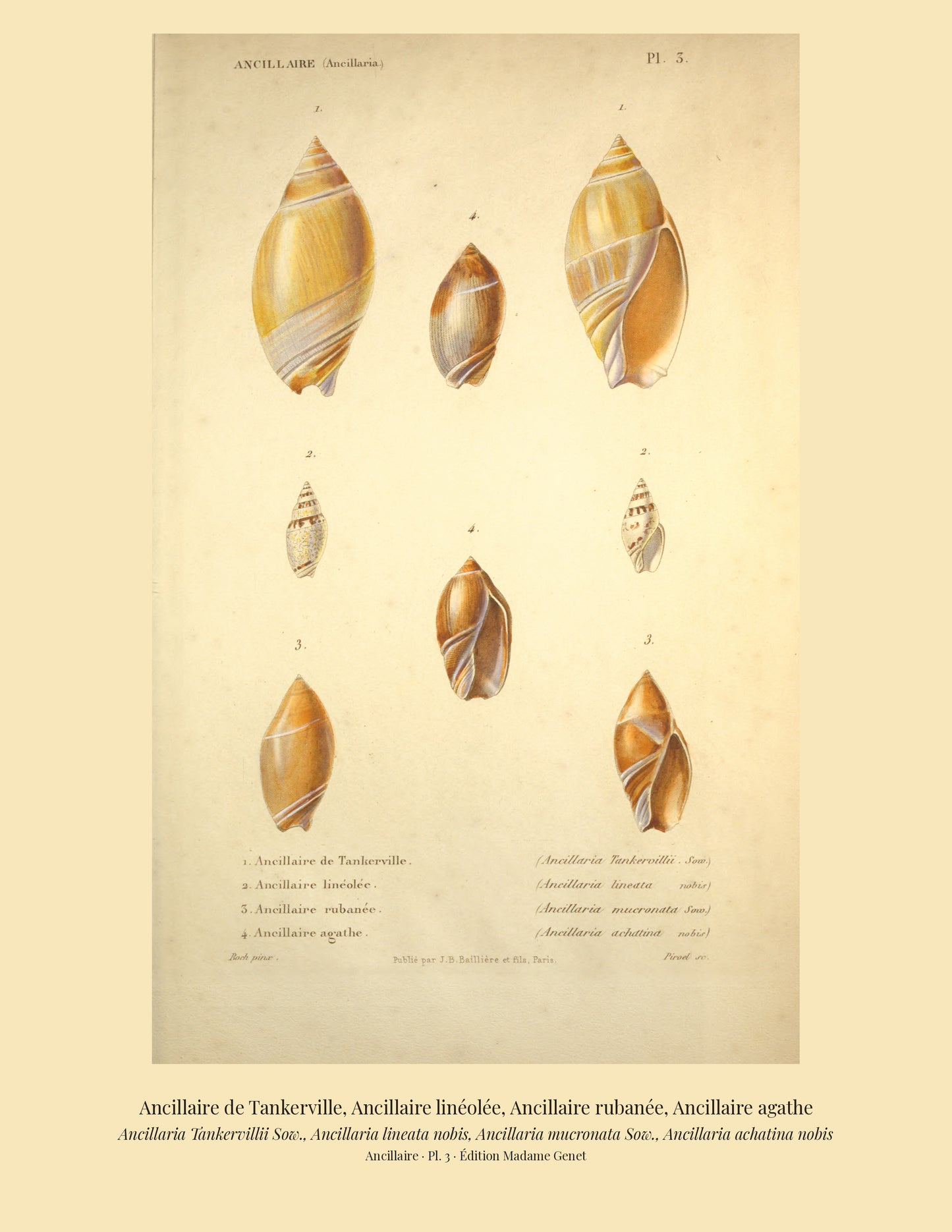 Ancillaria Tankervillii, Ancillaria lineata, Ancillaria mucronata and Ancillaria achatina — Ancillaire de Tankerville, Ancillaire linéolée, Ancillaire rubanée and Ancillaire agathe, hand-engraved plate 3 from Kiener, Coquilles vivantes, Paris.