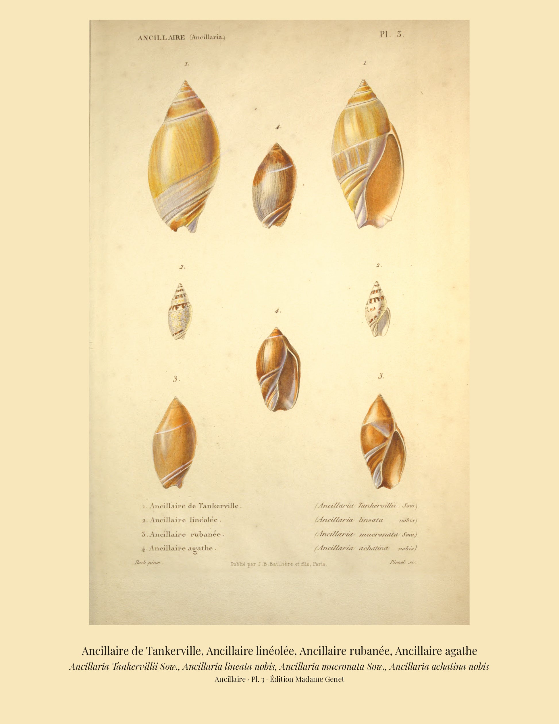 Ancillaria Tankervillii, Ancillaria lineata, Ancillaria mucronata and Ancillaria achatina — Ancillaire de Tankerville, Ancillaire linéolée, Ancillaire rubanée and Ancillaire agathe, hand-engraved plate 3 from Kiener, Coquilles vivantes, Paris.