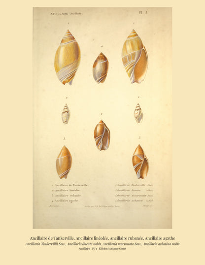 Ancillaria Tankervillii, Ancillaria lineata, Ancillaria mucronata and Ancillaria achatina — Ancillaire de Tankerville, Ancillaire linéolée, Ancillaire rubanée and Ancillaire agathe, hand-engraved plate 3 from Kiener, Coquilles vivantes, Paris.