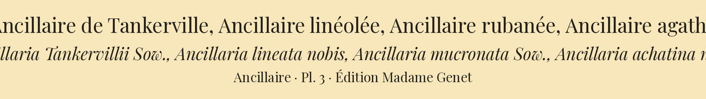Ancillaria Tankervillii, Ancillaria lineata, Ancillaria mucronata and Ancillaria achatina — Ancillaire de Tankerville, Ancillaire linéolée, Ancillaire rubanée and Ancillaire agathe, hand-engraved plate 3 from Kiener, Coquilles vivantes, Paris.