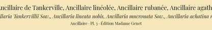 Ancillaria Tankervillii, Ancillaria lineata, Ancillaria mucronata and Ancillaria achatina — Ancillaire de Tankerville, Ancillaire linéolée, Ancillaire rubanée and Ancillaire agathe, hand-engraved plate 3 from Kiener, Coquilles vivantes, Paris.