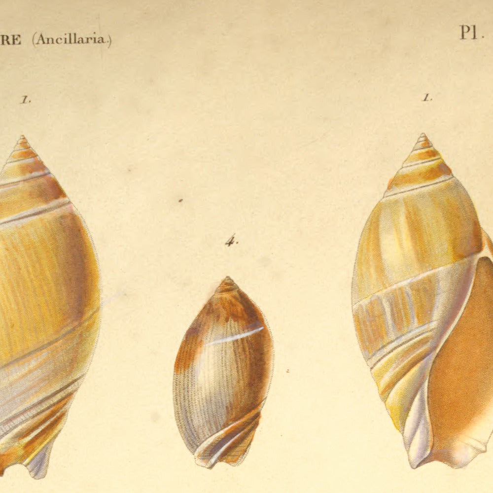 Ancillaria Tankervillii, Ancillaria lineata, Ancillaria mucronata and Ancillaria achatina — Ancillaire de Tankerville, Ancillaire linéolée, Ancillaire rubanée and Ancillaire agathe, hand-engraved plate 3 from Kiener, Coquilles vivantes, Paris.