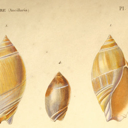 Ancillaria Tankervillii, Ancillaria lineata, Ancillaria mucronata and Ancillaria achatina — Ancillaire de Tankerville, Ancillaire linéolée, Ancillaire rubanée and Ancillaire agathe, hand-engraved plate 3 from Kiener, Coquilles vivantes, Paris.