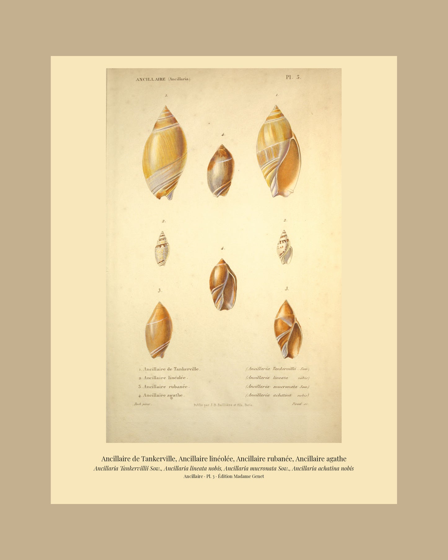 Ancillaria Tankervillii, Ancillaria lineata, Ancillaria mucronata and Ancillaria achatina — Ancillaire de Tankerville, Ancillaire linéolée, Ancillaire rubanée and Ancillaire agathe, hand-engraved plate 3 from Kiener, Coquilles vivantes, Paris.