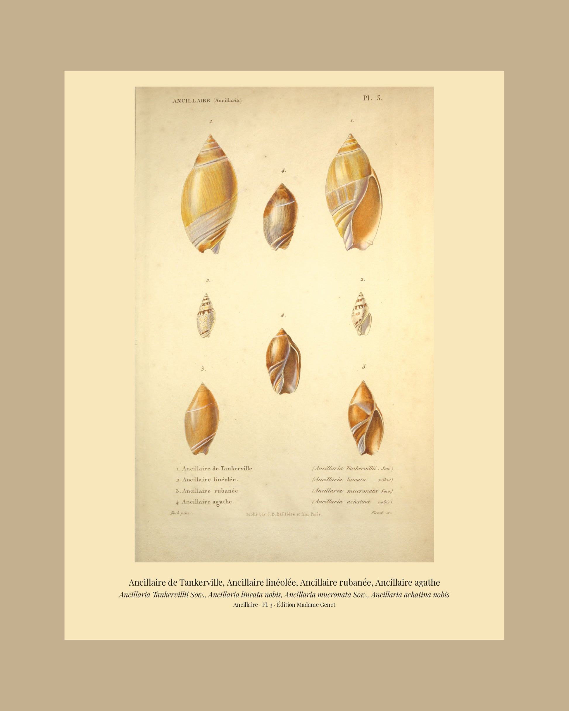 Ancillaria Tankervillii, Ancillaria lineata, Ancillaria mucronata and Ancillaria achatina — Ancillaire de Tankerville, Ancillaire linéolée, Ancillaire rubanée and Ancillaire agathe, hand-engraved plate 3 from Kiener, Coquilles vivantes, Paris.
