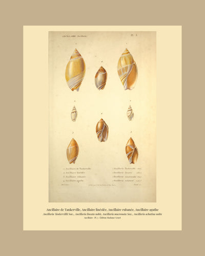 Ancillaria Tankervillii, Ancillaria lineata, Ancillaria mucronata and Ancillaria achatina — Ancillaire de Tankerville, Ancillaire linéolée, Ancillaire rubanée and Ancillaire agathe, hand-engraved plate 3 from Kiener, Coquilles vivantes, Paris.