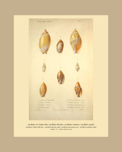 Ancillaria Tankervillii, Ancillaria lineata, Ancillaria mucronata and Ancillaria achatina — Ancillaire de Tankerville, Ancillaire linéolée, Ancillaire rubanée and Ancillaire agathe, hand-engraved plate 3 from Kiener, Coquilles vivantes, Paris.