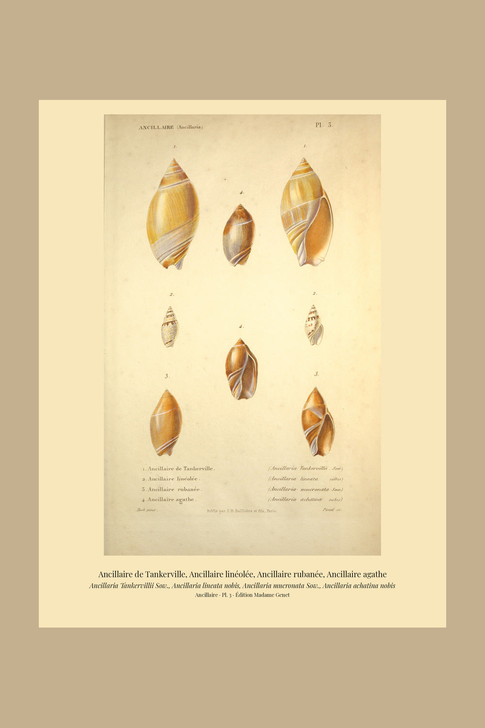 Ancillaria Tankervillii, Ancillaria lineata, Ancillaria mucronata and Ancillaria achatina — Ancillaire de Tankerville, Ancillaire linéolée, Ancillaire rubanée and Ancillaire agathe, hand-engraved plate 3 from Kiener, Coquilles vivantes, Paris.