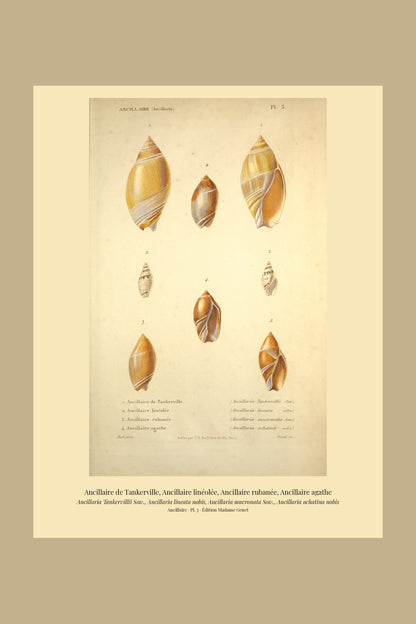 Ancillaria Tankervillii, Ancillaria lineata, Ancillaria mucronata and Ancillaria achatina — Ancillaire de Tankerville, Ancillaire linéolée, Ancillaire rubanée and Ancillaire agathe, hand-engraved plate 3 from Kiener, Coquilles vivantes, Paris.