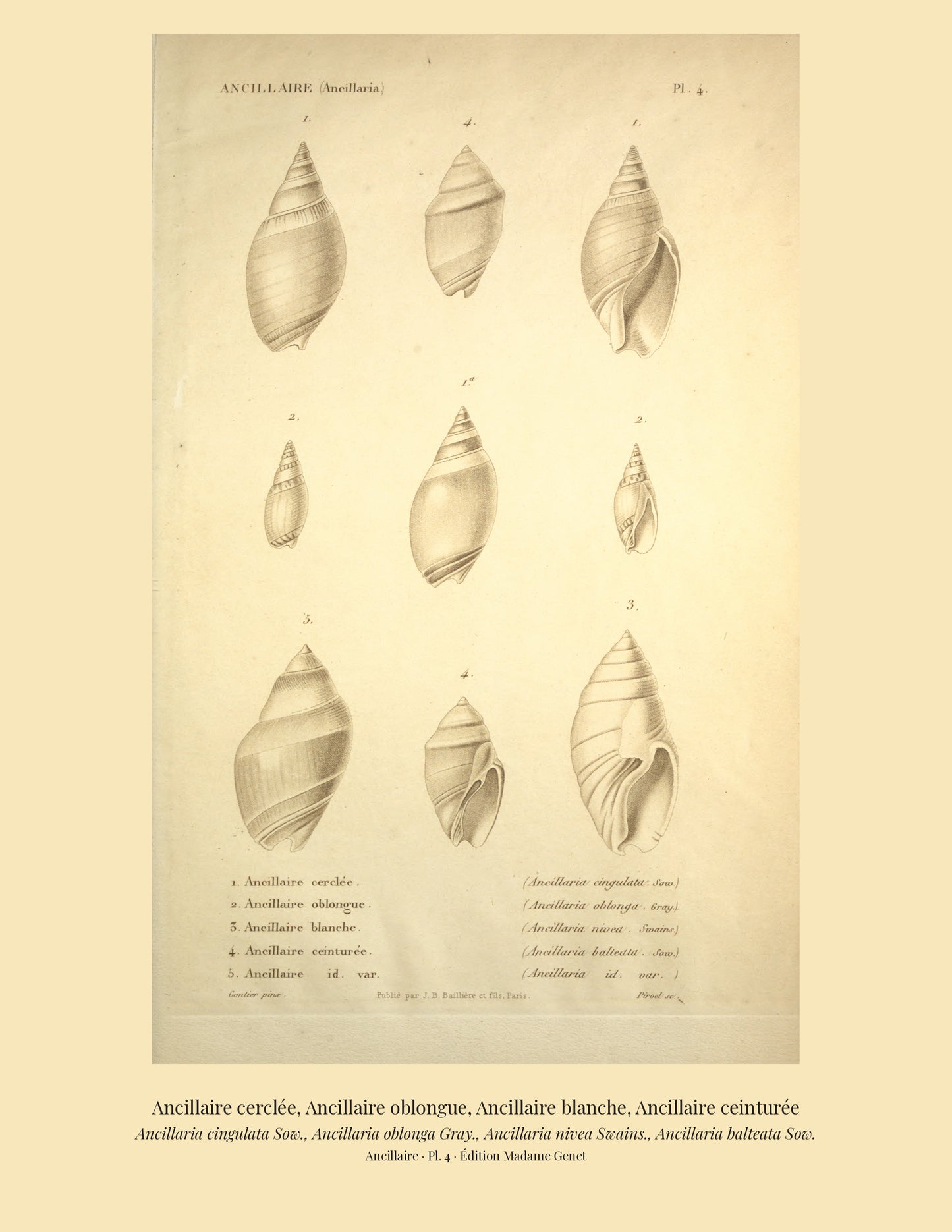 Ancillaria cingulata, Ancillaria oblonga, Ancillaria nivea and Ancillaria balteata — Ancillaire cerclée, Ancillaire oblongue, Ancillaire blanche and Ancillaire ceinturée, hand-engraved plate 4 from Kiener, Coquilles vivantes, Paris.