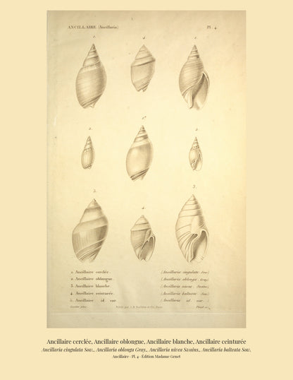Ancillaria cingulata, Ancillaria oblonga, Ancillaria nivea and Ancillaria balteata — Ancillaire cerclée, Ancillaire oblongue, Ancillaire blanche and Ancillaire ceinturée, hand-engraved plate 4 from Kiener, Coquilles vivantes, Paris.